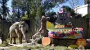 Gajah bernama Trompita merayakan ulang tahun ke-57 di Kebun Binatang Aurora, Guatemala City, Guatemala, Minggu (18/2). Gajah tersebut mendapat hadiah kue yang terbuat dari sayuran dan buah-buahan. (JOHAN ORDONEZ/AFP)