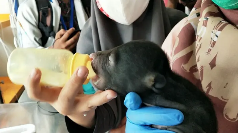 Dokter klinik satwa BBKSDA Riau memberikan susu kepada anak beruang yang terpisah dari induknya.