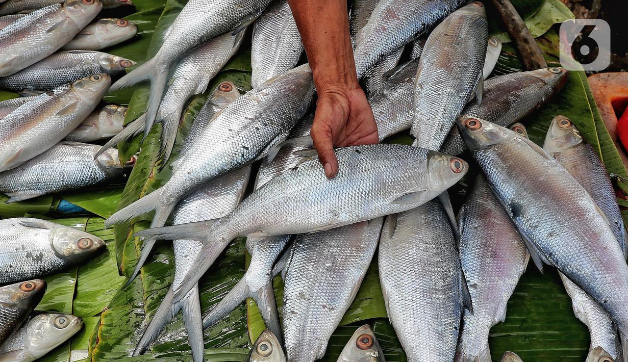 Ikan bandeng yang di jual terlihat di Rawa Belong, Jakarta, Jumat (20/1/2023). Penjual bandeng musiman ini menjual daganganya jelang perayaan Imlek yang dijual dengan harga mulai dari Rp. 50.000 hingga Rp. 90.000 per kilonya. (Liputan6.com/Angga Yuniar)