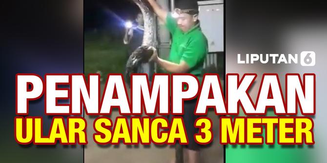 VIDEO: Geger! Ular Sanca Panjang 3 Meter Muncul di Perumahan