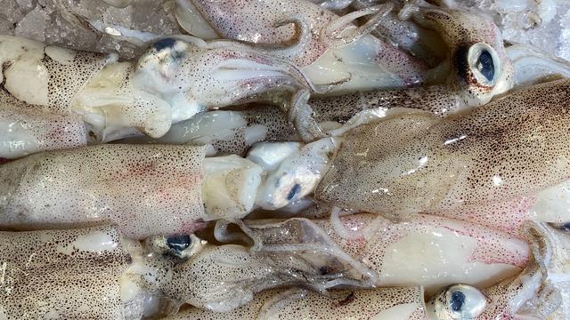 Ilustrasi resep masakan, cumi-cumi