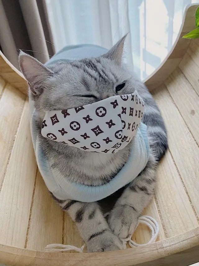 6 Potret Lucu Kucing Pakai Masker hingga Face Shield, Ikut Cegah Virus