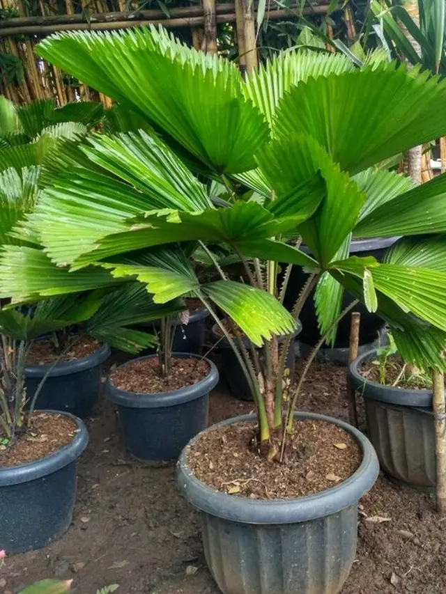 Pohon Palem Kipas