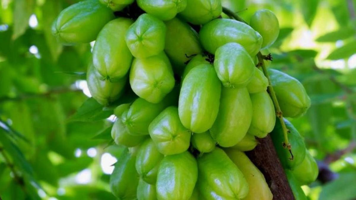 10 Manfaat Belimbing Wuluh untuk Kesehatan Tubuh, Termasuk Menurunkan Kolesterol dan Tekanan Darah