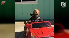 Lucu dan menggemaskan! Begini aksi seekor anjing saat menyopiri seorang bayi.