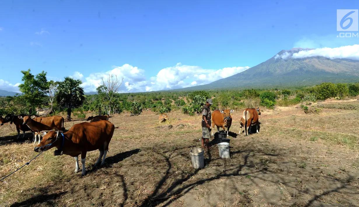 Petani memberi pakan ternak sapi-sapi peliharaannya di kaki Gunung Agung, Tulamben, Bali (30/6). Sebelumnya, Gunung Agung mengalami erupsi pada Kamis, 27 Juni 2018. (Merdeka.com/Arie Basuki)