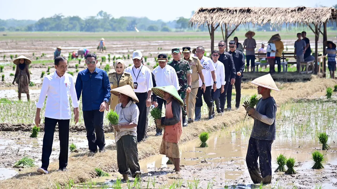 Presiden Joko Widodo saat meninjau penanaman padi di Kecamatan Kesesi, Kabupaten Pekalongan, Jawa Tengah. (Istimewa)