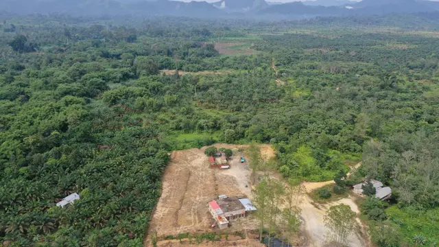 Kebun sawit di area WCA