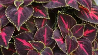 10 Tanaman Hias Indoor dengan Daun Warna Warni yang Bikin Ruangan Lebih Hidup dan Estetik