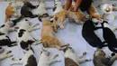 Sebanyak 150 kucing lokal disterilisasi pada acara yang diselenggarakan oleh Suku Dinas Ketahanan Pangan, Kelautan dan Pertanian (Sudin KPKP) Jakarta Selatan. (merdeka.com/Arie Basuki)