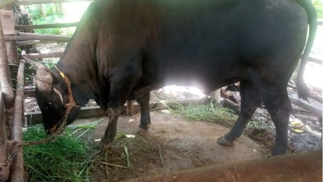 Sapi Jokowi