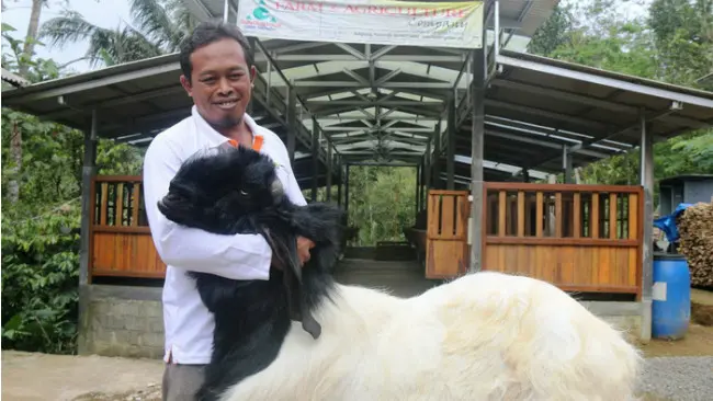 Berkat molnasi, Kambing Kaligesing tidak meninggalkan bau saat dipeluk. (KRJogja.com/Jarot Sarwosambodo)