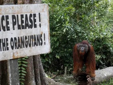 Seekor orang utan beraktivitas di antara pepohonan di Taman Nasional Tanjung Puting, Kalimantan Tengah, Selasa (16/6/2015). Penebangan hutan ancaman utama populasi orang utan, spesies kera besar yang dikenal akan kecerdasannya. (REUTERS/Darren Whiteside)