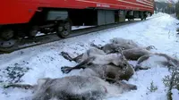Tragis, Lebih dari 100 Ekor Rusa Tertabrak Kereta di Norwegia