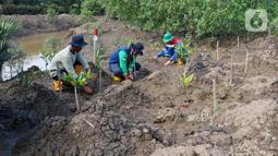 PT Kilang Pertamina Internasional Project Sumatera bekerja sama dengan Lembaga Pengelola Hutan Desa Sungsang IV melakukan penanaman sekaligus pemeliharaan tanaman mangrove (Rhizophora mucronata). (Liputan6.com/Herman Zakharia)