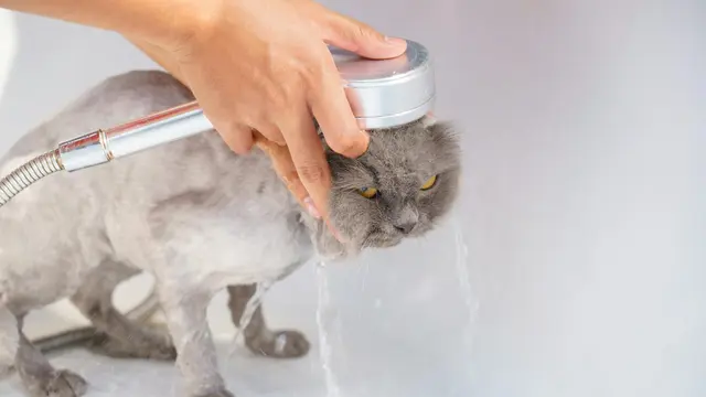 Cat Bath