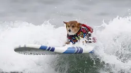 Jojo, anjing jenis Corgi berdiri dipapan seluncur saat mengikuti kompetisi kontes surfing anjing Petco Unleashed ke-10 di pantai Imperial, California, 1 Agustus 2015. (REUTERS/Mike Blake)