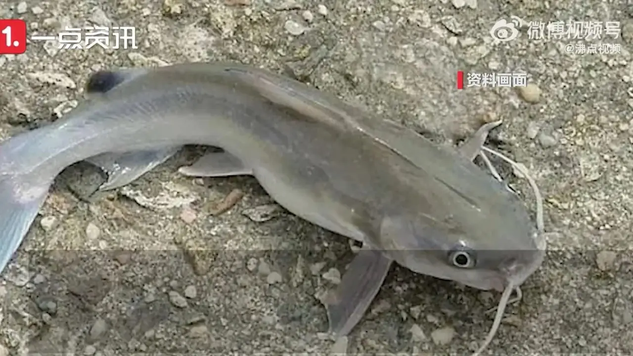 Ikan Lele Invasif