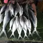 Pedagang merapikan ikan bandeng dagangannya di kawasan Rawa Belong, Jakarta, Rabu (14/2). Masyarakat Tionghoa percaya mengonsumsi bandeng saat Imlek mendatangkan keberuntungan. (Liputan6.com/Arya Manggala)