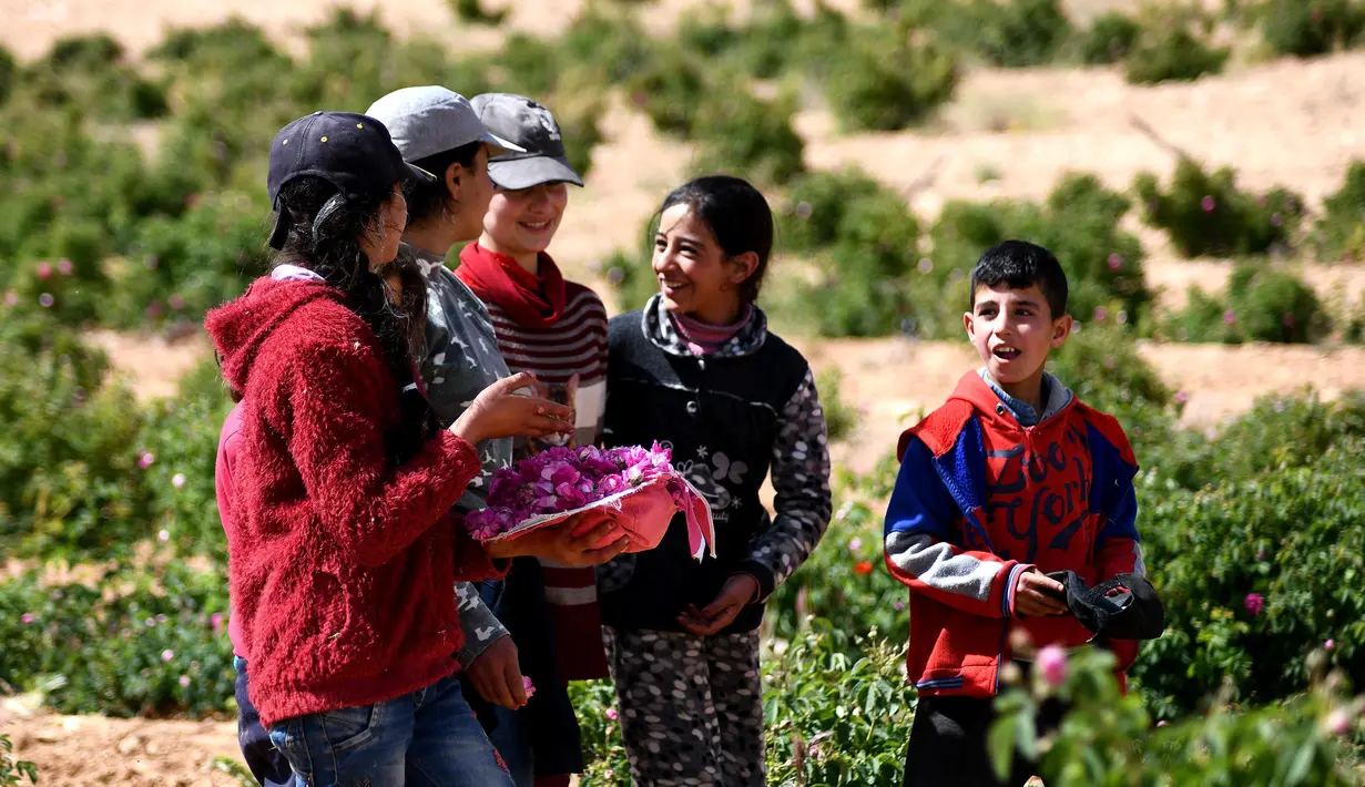 Anak-anak Suriah ambil bagian dalam proses pemetikan Damask atau Mawar Damask (Damascene Rose) yang populer di Kota al-Marah, sebelah utara ibu kota Damaskus, Suriah, (27/5/2020). (Xinhua/Ammar Safarjalani)