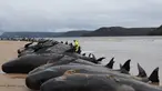 Personel layanan satwa liar negara bagian Tasmania memeriksa bangkai paus pilot, berjumlah hampir 200, setelah mereka ditemukan terdampar pada hari sebelumnya di Macquarie Heads di pantai barat Tasmania, pada 23 September 2022. Hampir 200 paus telah mati di tempat terbuka, pantai yang disapu ombak di pantai barat Tasmania yang terjal, penyelamat Australia hanya dapat menyelamatkan beberapa lusin paus yang selamat pada 22 September. (AFP/Glenn Nicholls)