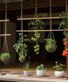 Ide Desain Kebun Tomat Gantung Ala Jepang/AI