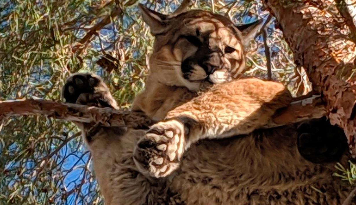 FOTO: Singa Gunung Terjebak di Atas Pohon Setinggi 15 ...