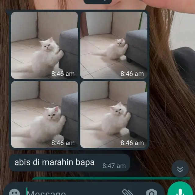 6 Chat Ibu dan Anak Bahas Kucing Ini Kocak, Anabul Jadi Anggota Kesayangan