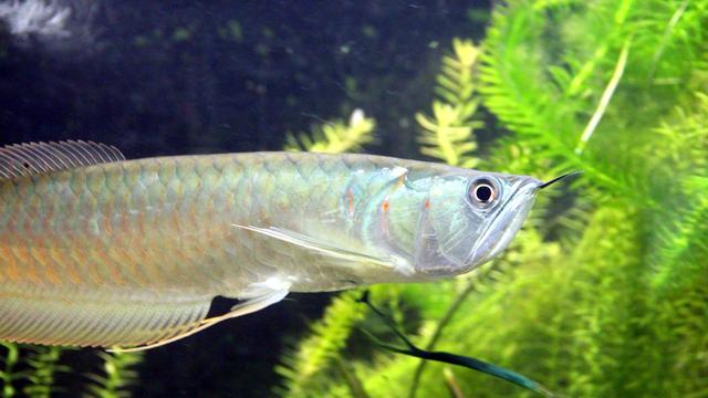 Ikan arwana
