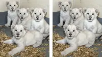 Bayi singa putih lahir di kebun binatang Toronto. Mereka bukan hanya menggemaskan, namun juga berkah bagi dunia.