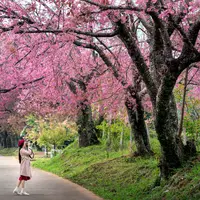 Musim sakura menjadi daya tarik yang memikat karena menyuguhkan pemandangan indah dengan nuansa merah muda. (Foto: Freepik/Tawatchai07)