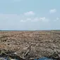 Kondisi lahan gambut di HTI PT WKS Distrik VII di Desa Manis Mato, Kecamatan Taman Rajo, Muaro Jambi, setelah panen dan akan ditanami kembali. (Liputan6.com/Gresi Plasmanto)