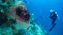 Raja Ampat, yang terletak di Provinsi Papua Barat Daya, juga dikenal sebagai salah satu dari 10 tempat menyelam terbaik yang dimiliki dunia. Tampak dalam foto, para penyelam scuba mengamati terumbu karang, yang dikenal sebagai gorgonian, di lokasi penyelaman Gorgonian Wall di Misool, Raja Ampat, Papua Barat Daya, Selasa, 3 Maret 2026. (AP Photo/Claudia Rosel)
