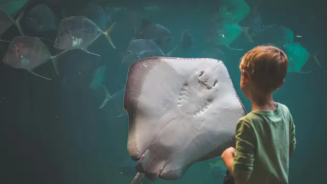 Mengunjungi Kebun Binatang atau Museum