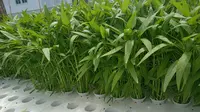 Hidroponik Rakit Apung, Solusi Petani Sayur Gorontalo Hadapi Kemarau 2025