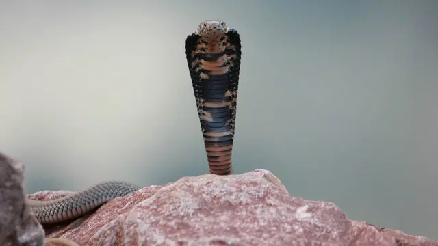 Ular kobra Naja mossambica