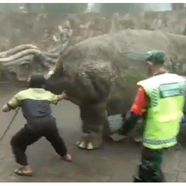 Ramai Video Dinosaurus Turun Dari Truk Di Mojosemi Magetan Surabaya Liputan6 Com