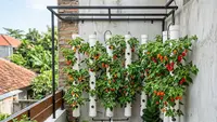 5 Ide Kebun Cabai Gendot Gantung di Teras Sempit, Produktif dan Estetik untuk Rumah Minimalis