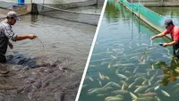 Ternak Lele vs Nila: Mana Lebih Hemat Lahan?