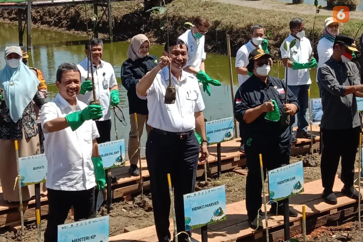 Program Penanaman Mangrove (Liputan6.com/Ahmad Yusran)