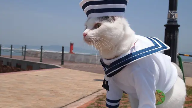 Pria Ini Membuat Kostum Ala Tokoh Anime Untuk Kucingnya, 6 Hasilnya Bikin Takjub. (Sumber: Twitter/YagyouNEKO)