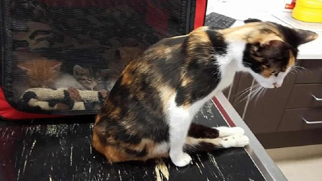 Kucing Ini Ajarkan Kita Jangan Menyerah Dalam Hidup 