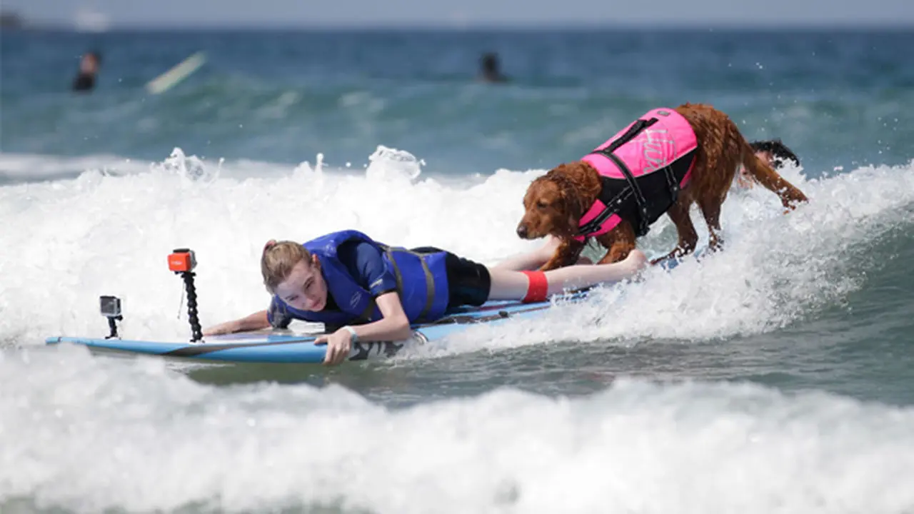 Ricochet, Anjing Jago Surfing yang Bantu Para Disabilitas