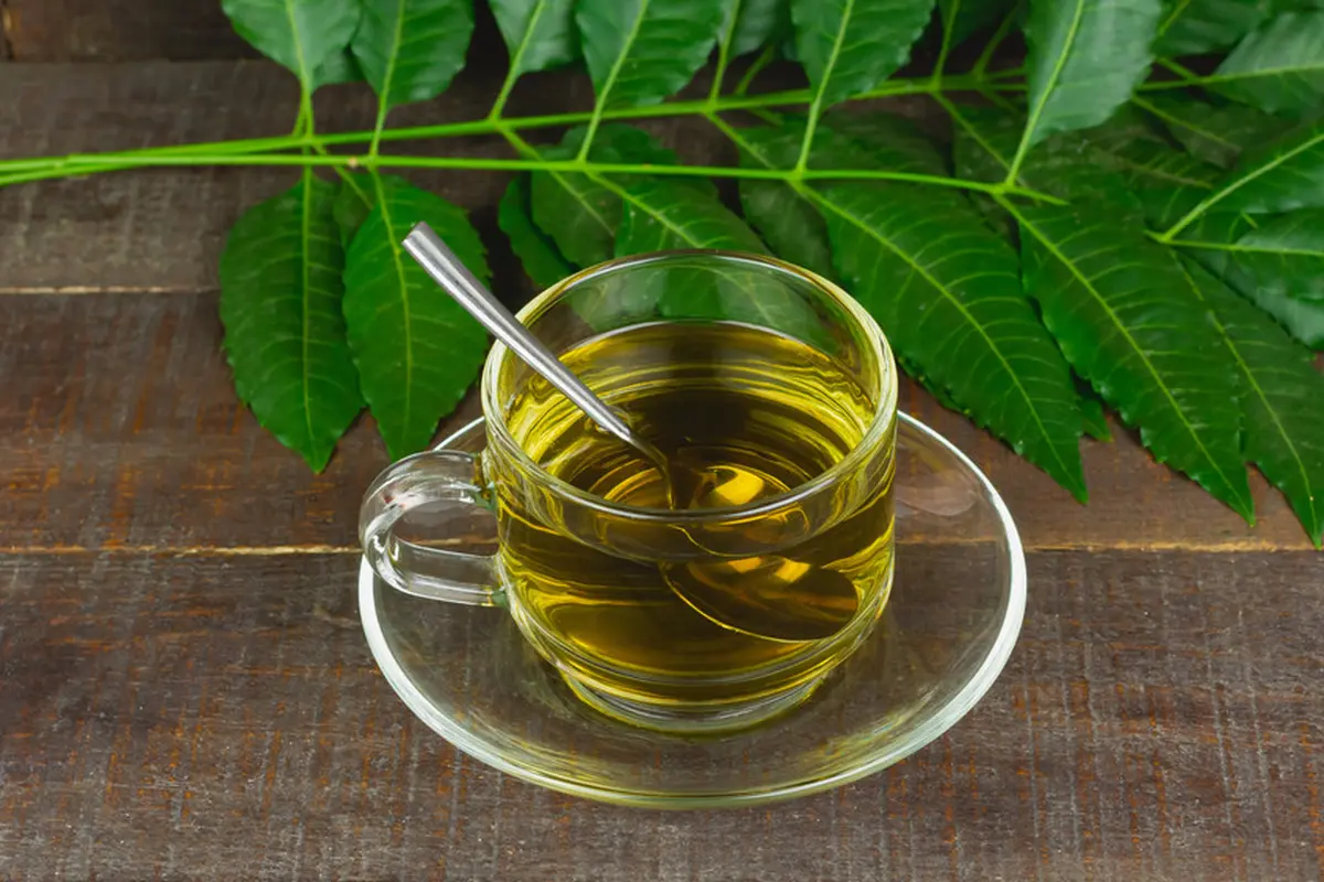 seduhan rebusan daun neem mimba