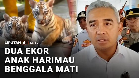 Dua Ekor Anak Harimau Benggala Mati
