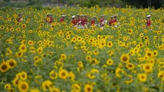 Anggota band militer berjalan melewati ladang bunga matahari di Paju, Korea Selatan, Jumat (23/6/2023). (AP Photo/Lee ​​Jin-man)