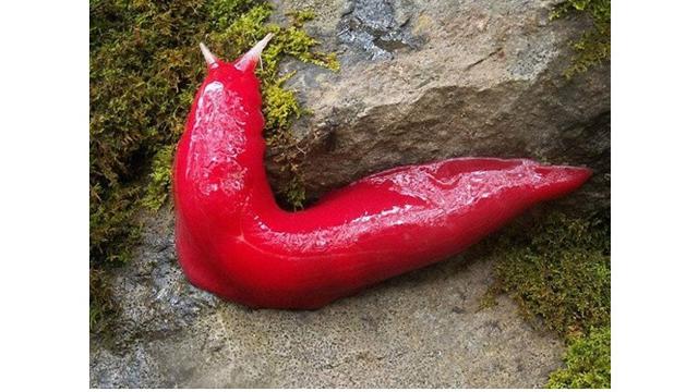 7 Bukti Australia Dihuni Reptil-reptil Mengerikan