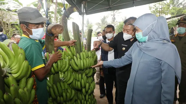 Khofifah saat meninjau kebun pisang di Desa Srimulyo, Kecamatan Dampit, Kabupaten Malang, pada Selasa 16 Maret 2021. (Dian Kurniawan/Liputan6.com)