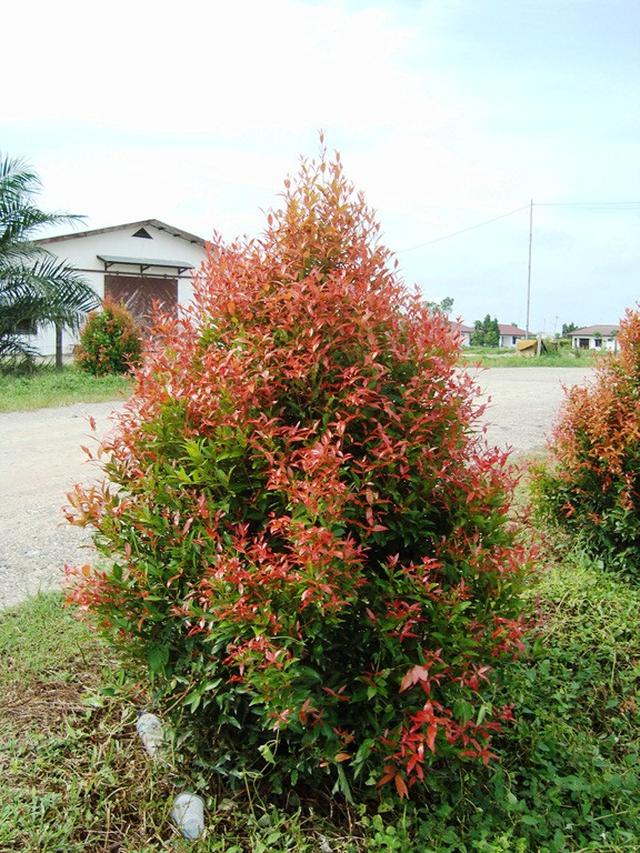 Pucuk Merah