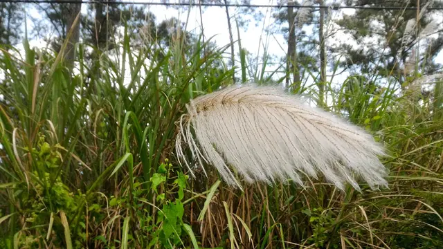 Bahan sapu tradisional khas Purbalingga, glagah. (Foto: Liputan6.com/Muhamad Ridlo)